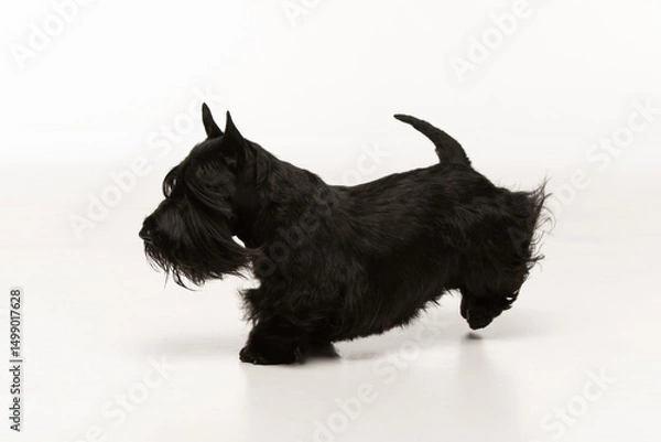 Obraz scottish terrier on white background