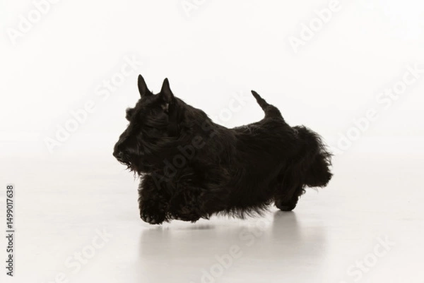 Obraz scottish terrier on white background