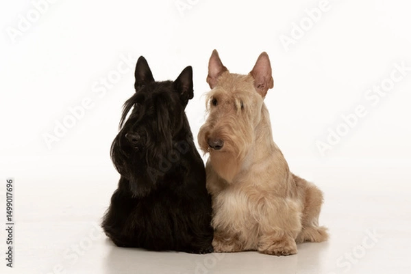 Obraz scottish terrier on white background
