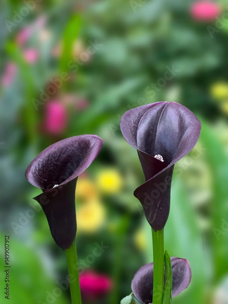 Obraz The black Calla Lily flowers blooming in the garden.