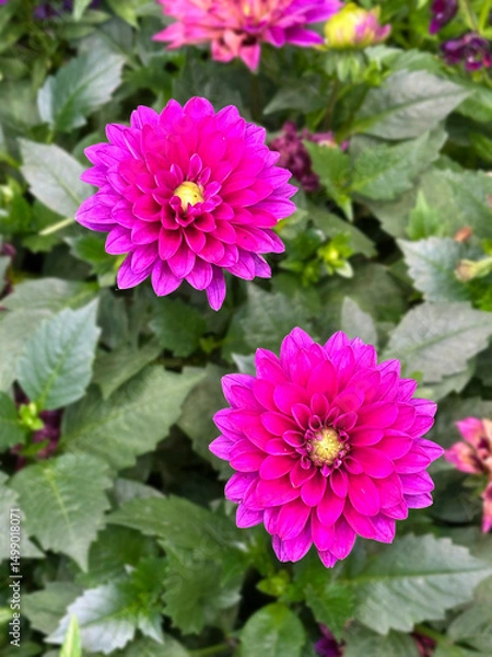 Obraz View of dahlia in the garden.
