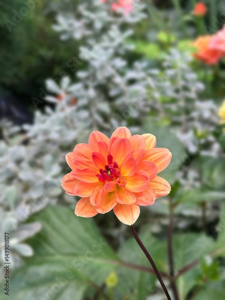 Obraz Closeup of a pastel colored dahlia flower