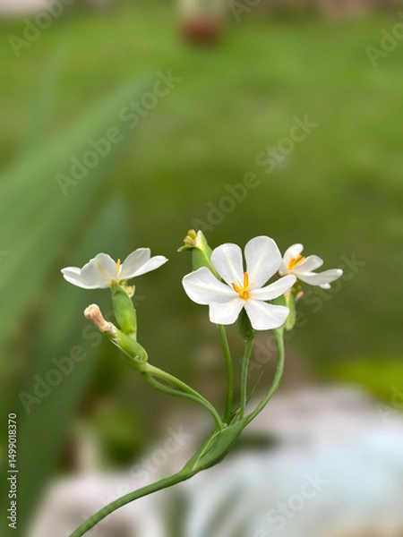 Obraz White flowers of the Eleutherine bulbosa plant or Dayak onion