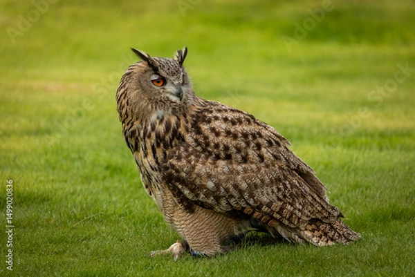Obraz Eagle Owl (Bubo bubo)