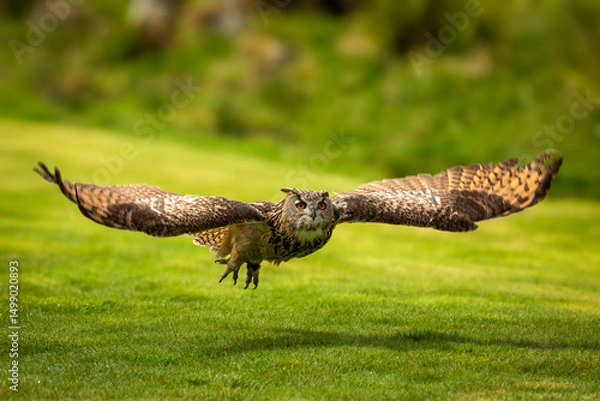 Fototapeta Eagle Owl