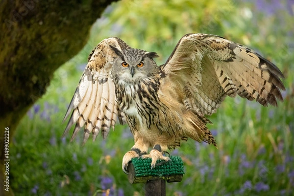 Obraz Eagle Owl