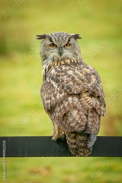 Obraz Eagle Owl