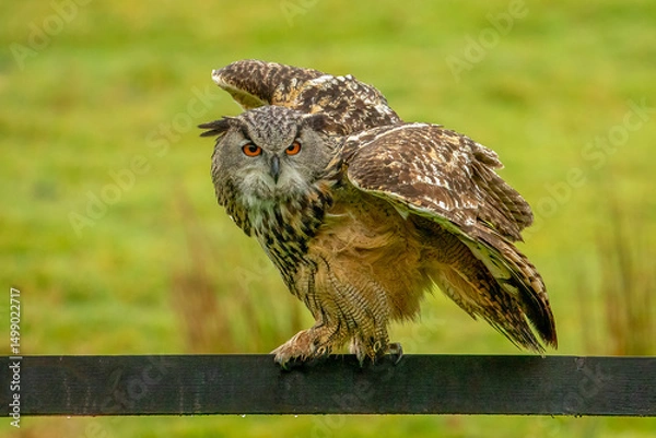 Fototapeta Eagle Owl