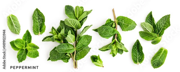 Obraz Mint fresh leaves collection photography isolated on white background.