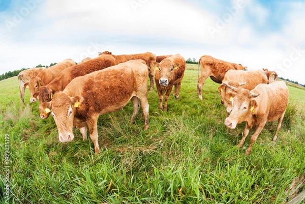 Fototapeta herd of calves on meadow, fish eye view