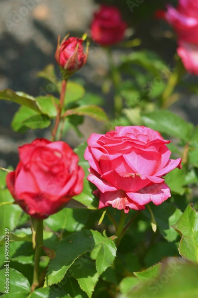 Fototapeta Bright pink rose flower against blurred green leaves. Bright beautiful summer flower.