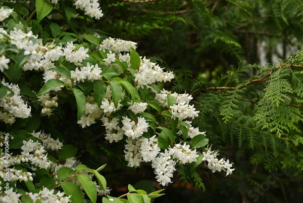 Obraz タニウツギの花