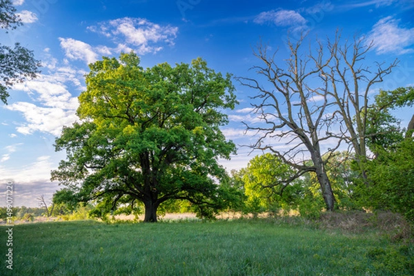 Fototapeta View of the Rogalin Landscape Park
