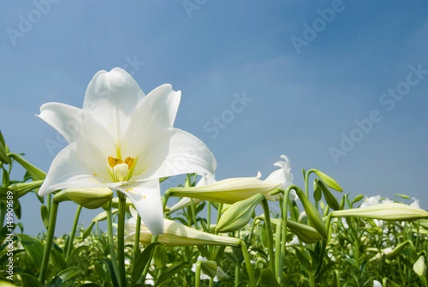 Obraz White lily