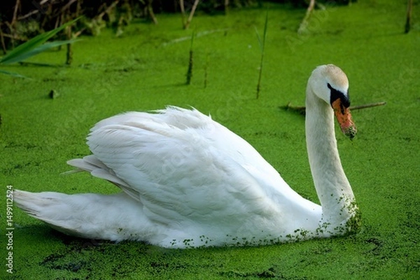 Fototapeta white swan in the water