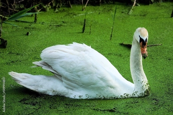 Fototapeta swan on the lake