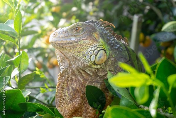 Obraz Green Iguana in a Lush Tropical Environment