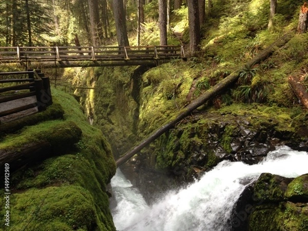 Obraz Green forest and stream