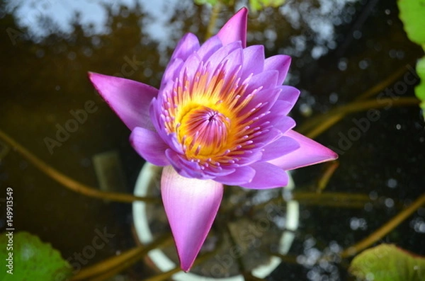 Obraz water lily