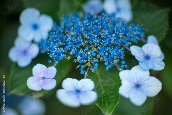 Obraz 青いアジサイの花のアップ