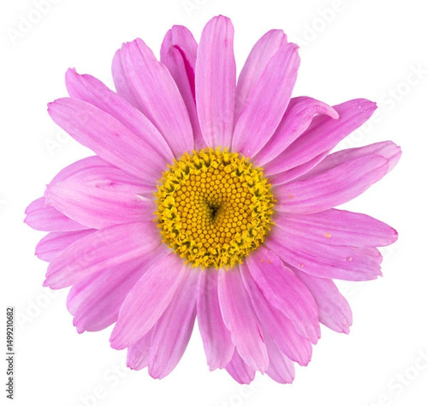 Fototapeta Beautiful pink daisy (Marguerite) also called Robinson Rose isolated on white background, including clipping path.