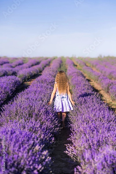 Obraz A girl in a field of lavender. A child walks in Provence. Photo from the back