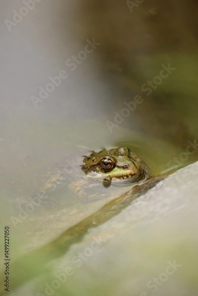 Fototapeta Only the frog's head is visible from the water