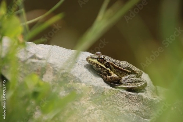 Fototapeta A frog rests on a stone by the water