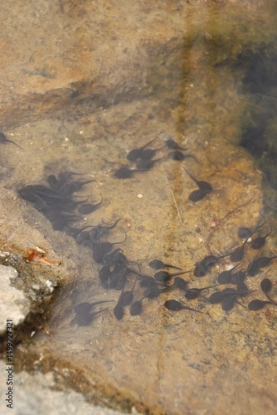 Fototapeta A flock of tadpoles is at the water's edge
