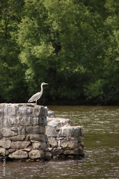 Fototapeta A heron stands on stones at summer