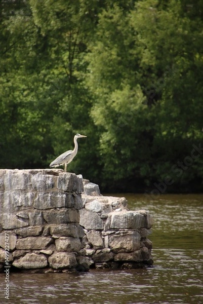 Fototapeta A heron stands on stones at summer