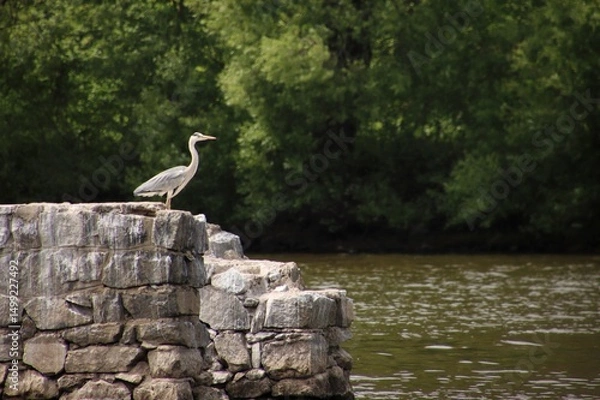 Fototapeta A heron stands on stones at summer