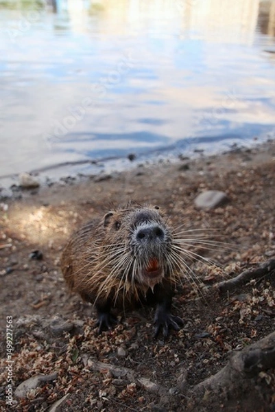 Fototapeta A cute nutria sniffs around by the river.