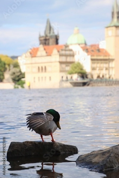 Fototapeta The duck is standing on a stone and resting.