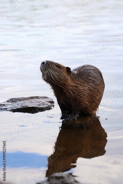 Fototapeta A cute nutria sniffs around by the river.