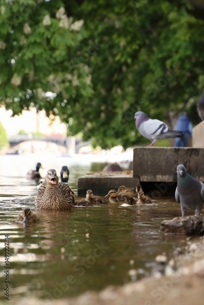 Fototapeta There is a flock of pigeons, ducklings and nutria by the river.