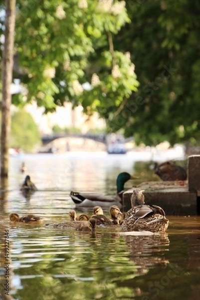 Fototapeta There is a flock of pigeons, ducklings and nutria by the river.