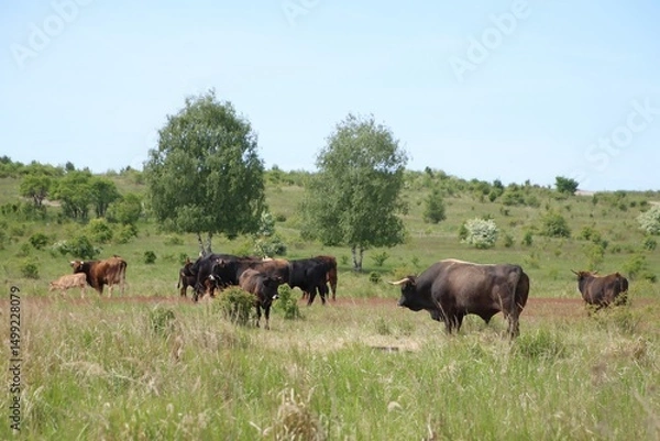 Fototapeta A herd of wild cows graze in a meadow