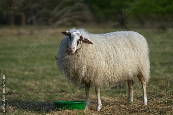 Obraz Schaf guckt in die Kamera