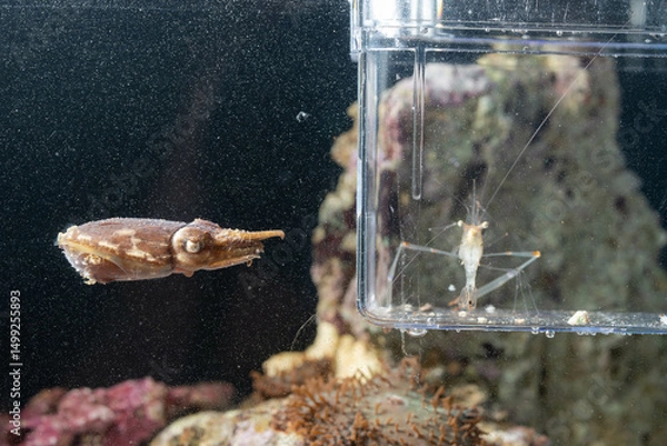 Fototapeta a dwarf cuttlefish getting engage to hunt mode with the shrimp inside the cage