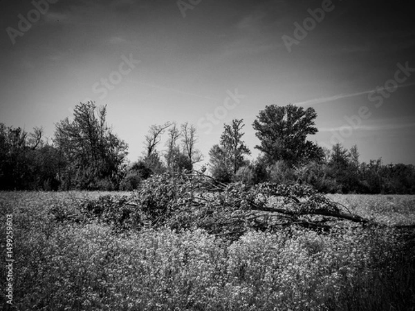 Obraz Canale della Muzza (Lombardia)