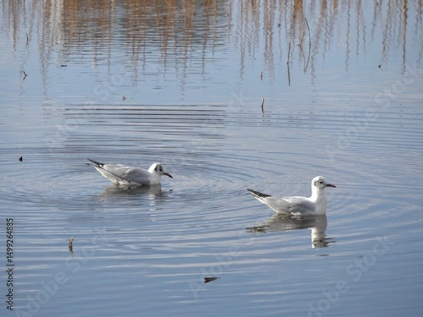 Fototapeta 不忍池で泳ぐ2羽の鳥