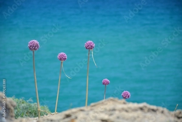 Fototapeta Zakynthos wild plants growing in the rocks by sea coast