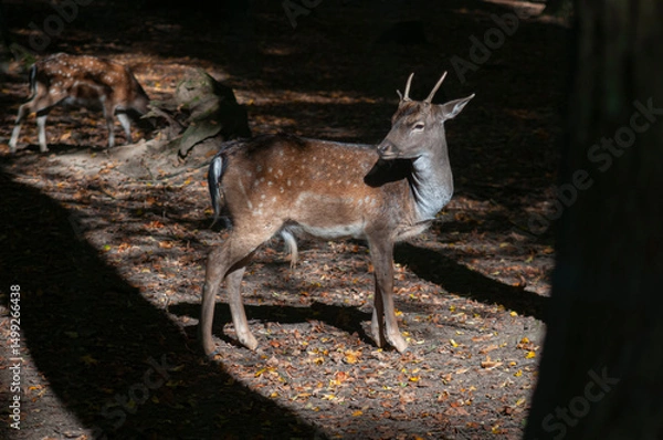 Fototapeta fallow deer in the forest or reserve with morning sun rays