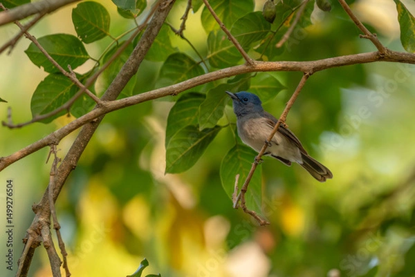 Obraz Black-naped monarch