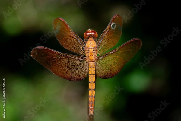 Obraz Fulvous forest skimmer