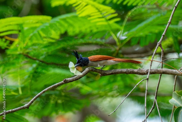 Obraz Indian paradise flycatcher