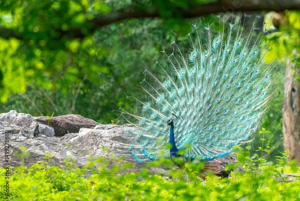 Obraz Indian peafowl