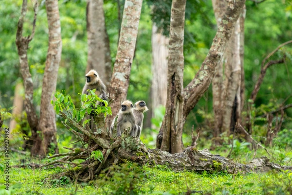 Obraz Hanuman langur