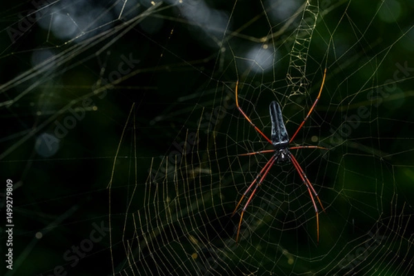 Obraz Giant wood spider